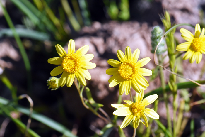 California Goldfields has small bright yellow or gold-yellow flowers. Lasthenia californica